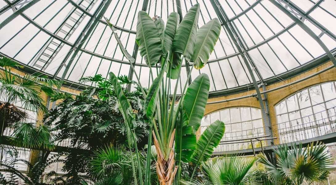 jardin d'hiver habritant de belles plantes vertes