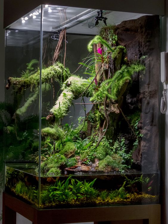 vivarium en verre pour mettre en valeur sa mini jungle urbaine